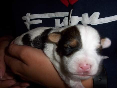 Jack russell terrier Monster - ca 14 dage gammel ! billede 2