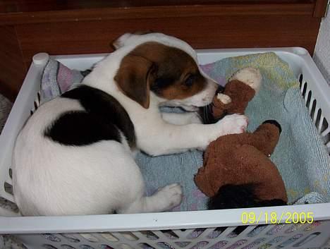 Jack russell terrier Monster - ca 2 måneder ! billede 3