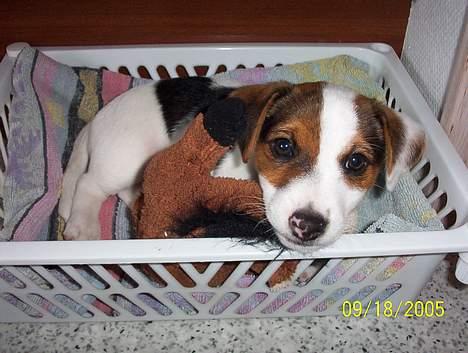 Jack russell terrier Monster - ca 2 måneder ! billede 4