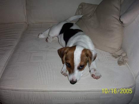 Jack russell terrier Monster - ca 3 måneder ! billede 5