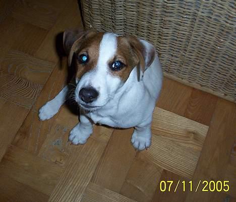 Jack russell terrier Monster - ca 4 måneder ! billede 6