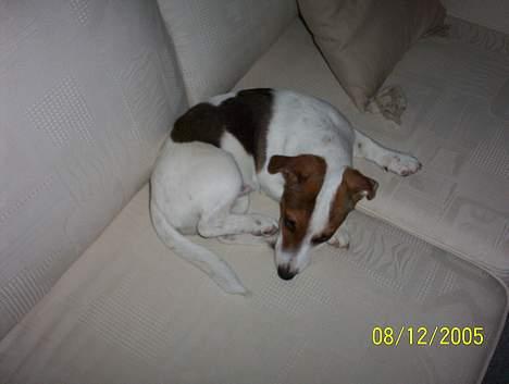 Jack russell terrier Monster - ca 5 måneder ! billede 7