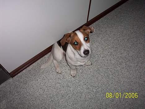 Jack russell terrier Monster - ca 6 måneder ! billede 8