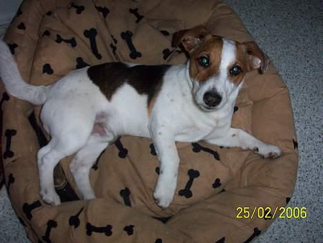 Jack russell terrier Monster - ca 7 måneder ! billede 9