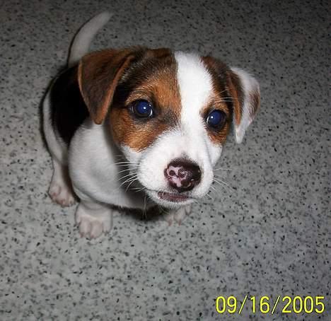 Jack russell terrier Monster - ca 2 måneder ! billede 10