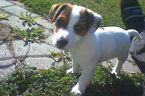 Jack russell terrier Monster - Er jeg ikke nuttet ?? billede 11