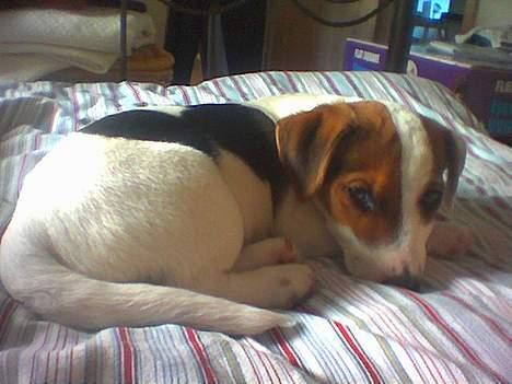 Jack russell terrier Monster - uhhh.. Lidt træt.. billede 12