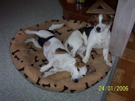 Jack russell terrier Monster - Monster og nala ! (nala er monsters mor !) billede 13