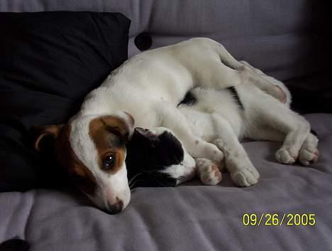 Jack russell terrier Monster - Monster sover sammen med vores kat skipper ! billede 14