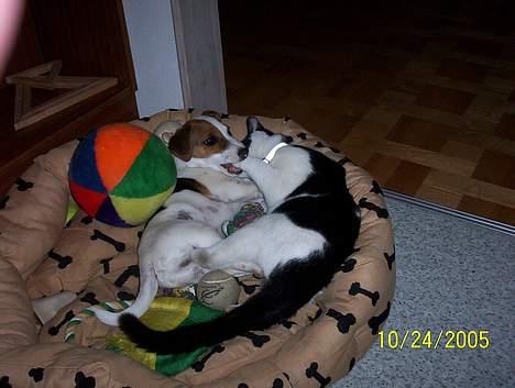 Jack russell terrier Monster - Monster leger med skipper ! billede 15