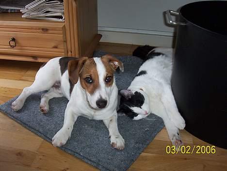 Jack russell terrier Monster - Hei.. hvem gav dig lov til at tage et billede ?? ha ha billede 16