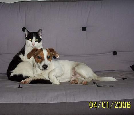 Jack russell terrier Monster - Guldkornet ! De poserede rigtig for kameraet ! billede 17