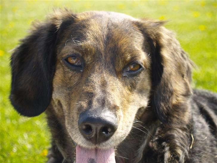 Blanding af racer R.I.P Pjuske - nu igen billede 14