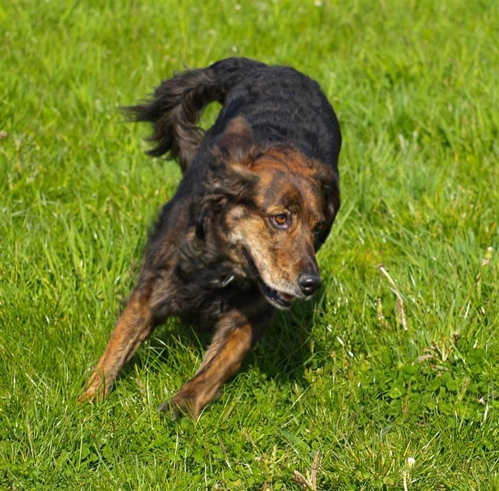 Blanding af racer R.I.P Pjuske - Hov Hov billede 15