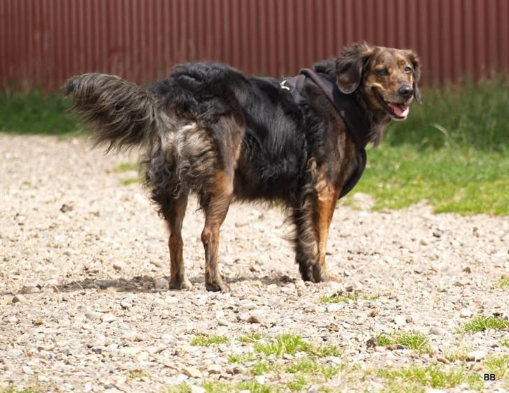 Blanding af racer R.I.P Pjuske - Hvem kommen nu billede 16