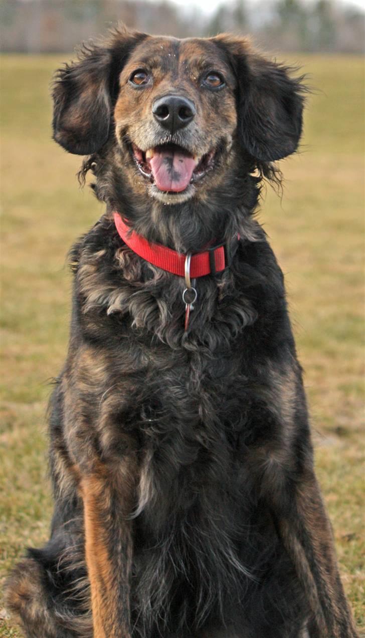 Blanding af racer R.I.P Pjuske - kom så med den bolde billede 17