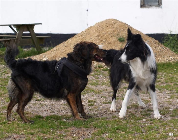 Blanding af racer R.I.P Pjuske - han er dejlig billede 18