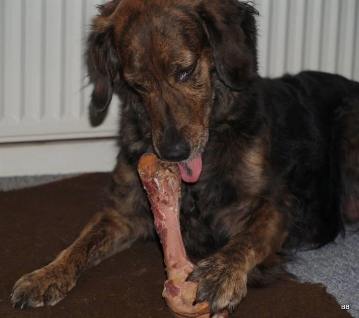 Blanding af racer R.I.P Pjuske - Hmmmm ben billede 19