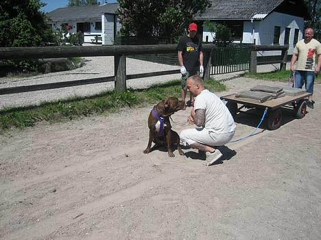 Blanding af racer buggi billede 7