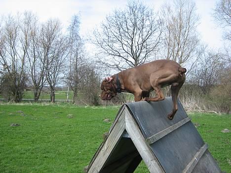 Blanding af racer buggi billede 8