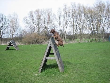 Blanding af racer buggi billede 9