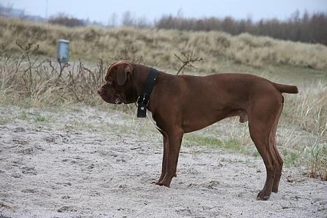 Blanding af racer buggi billede 10