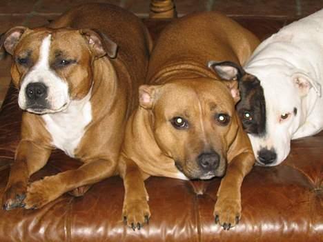 Staffordshire bull terrier Jeanty's staff Mira - Mor med 2 døtre (o: billede 14