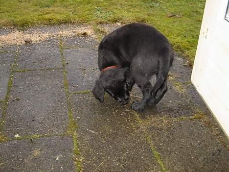 Blanding af racer Knirke(mine forældres] billede 2