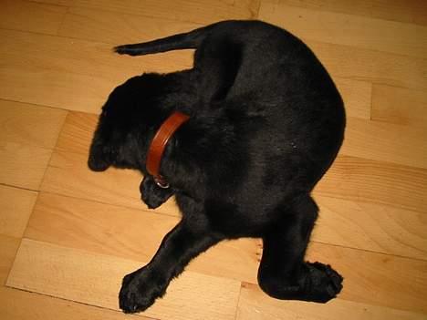 Blanding af racer Knirke(mine forældres] billede 3