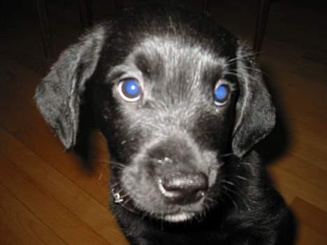 Blanding af racer Knirke(mine forældres] billede 4