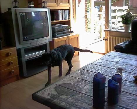 Blanding af racer Knirke(mine forældres] billede 5