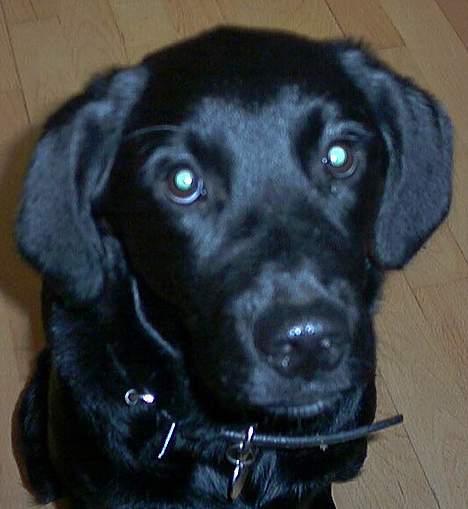 Blanding af racer Knirke(mine forældres] billede 6