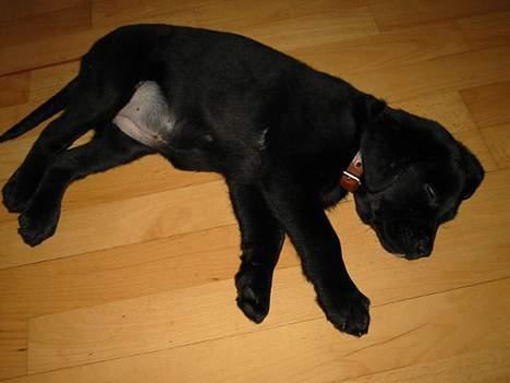 Blanding af racer Knirke(mine forældres] billede 7