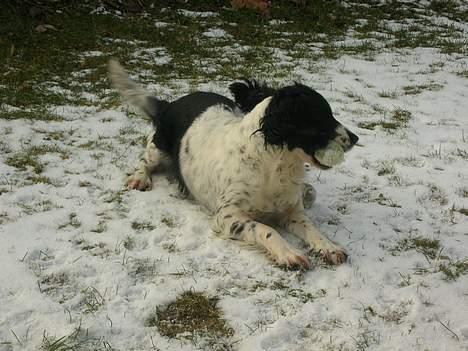 Engelsk springer spaniel Coco - Hi hejsa hvor det går! billede 5