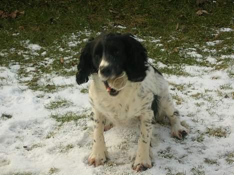 Engelsk springer spaniel Coco - I love balls! O billede 6