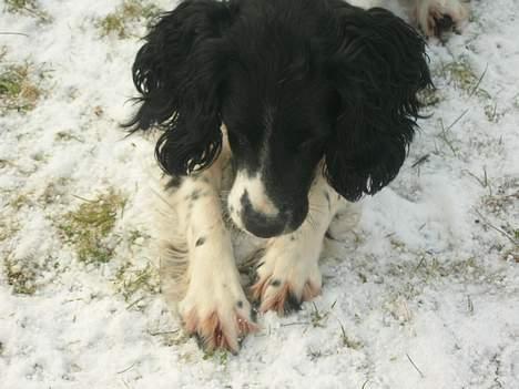 Engelsk springer spaniel Coco - Skal vi lege? billede 7