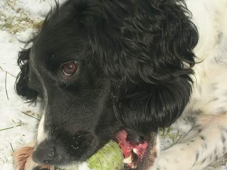 Engelsk springer spaniel Coco - Se mine tænder er de ikke flotte? billede 8