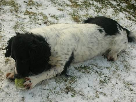 Engelsk springer spaniel Coco - Ingen tager min bold! billede 9