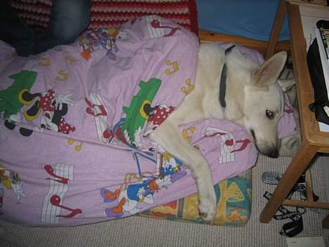 Hvid schæfer Tinka's Fonzi *Død* - Go nat, og sov godt.... 15.1.06 billede 20