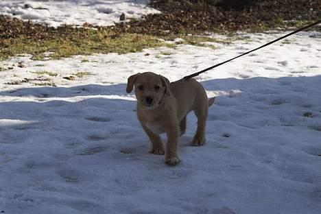 Blanding af racer Chicco - Jeg er til hundetræning i "Hundeklubben i Albertslund" billede 18