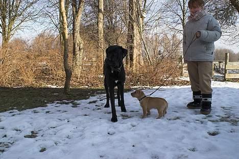 Blanding af racer Chicco - orv... Hvor er du dog bare stor...Er du også en hund????? billede 19