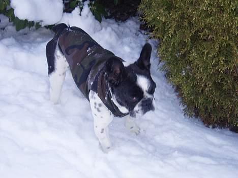 Fransk bulldog Zeus R.I.P billede 19