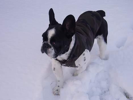 Fransk bulldog Zeus R.I.P billede 20