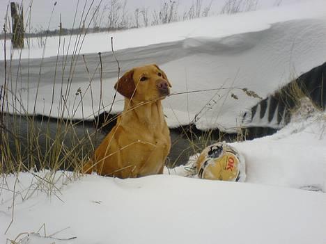 Labrador retriever sita billede 1