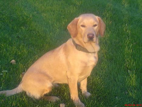 Labrador retriever sita billede 2