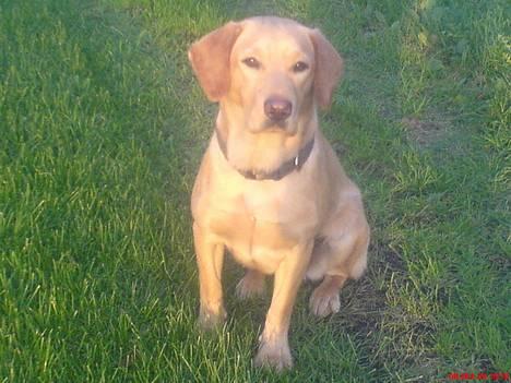 Labrador retriever sita billede 3