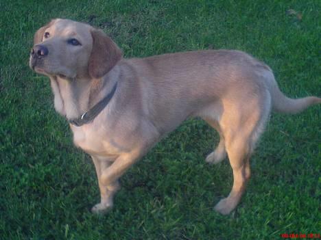 Labrador retriever sita - Kommer der nogen?? billede 4