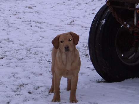 Labrador retriever sita - Er den ikke sød.. billede 5