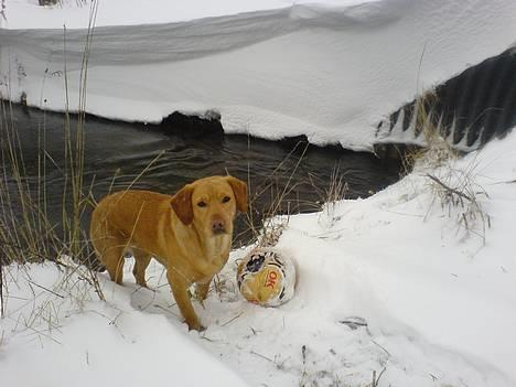 Labrador retriever sita billede 6