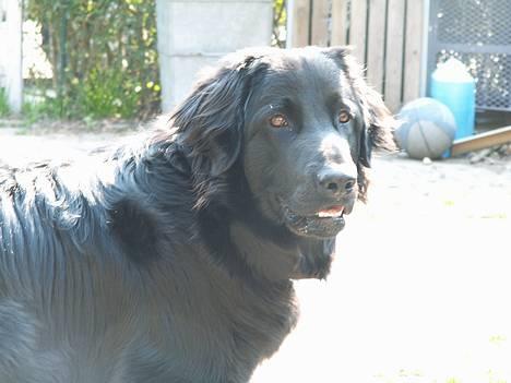 Hovawart Frodo the black panther R.I.P. 14.11.14 - Kuk kuk billede 14